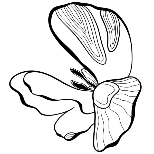 Desenho Contorno Uma Tulipa Desenho Para Colorir — Fotografia de Stock