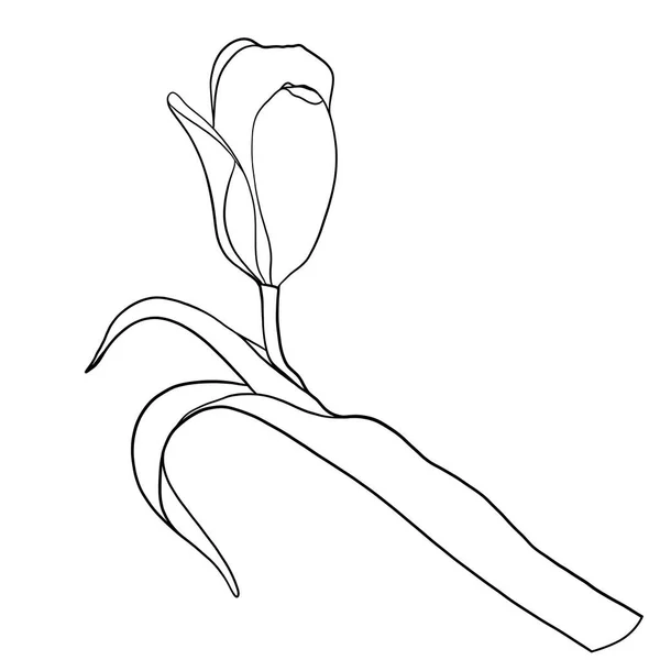 Contour Drawing Tulip Drawing Coloring — Stock Photo, Image