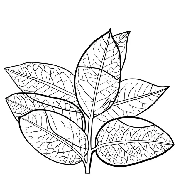 Rysunek Konturu Gałęzi Liśćmi Rysunek Kolorowania — Zdjęcie stockowe