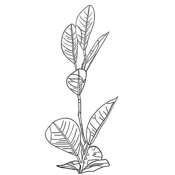 Rysunek Konturu Gałęzi Liśćmi Rysunek Kolorowania Roślina Domowa — Zdjęcie stockowe
