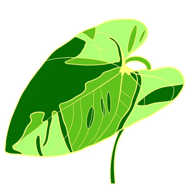 Zöld Levél Egy Hazai Növény Fehér Alapon — Stock Fotó