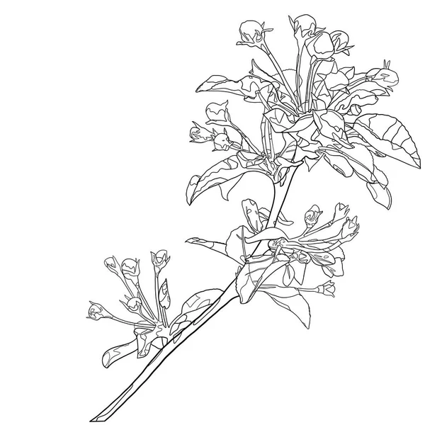 Контур Черно Белого Рисунка Цветущей Ветви Яблони Рисование Окраски Цветочная — стоковое фото