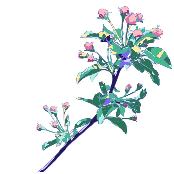 白地にリンゴの木の枝を咲かせます 花のイラスト 蕾はピンクです — ストック写真