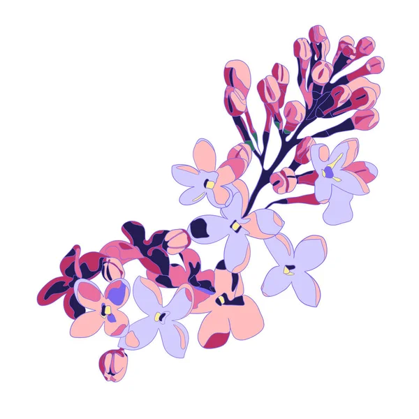 Kvetoucí Větev Šeříku Bílém Pozadí Růžové Fialové Květy Jarní Ilustrace — Stock fotografie