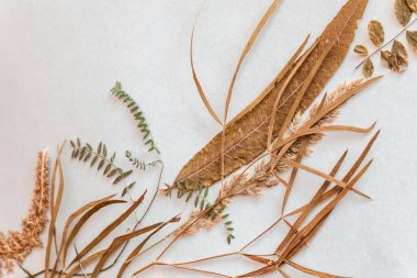 Beyaz arka planda farklı kurumuş yapraklar. Bitki.