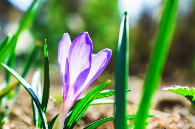 Mor kır çiçeğiyle bahar doğal arka planı. Yakın plan. Bahar güneşli gün.