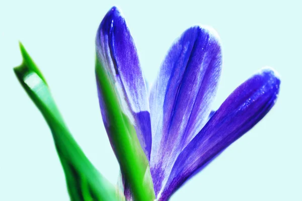 Blauwe Krokus Bloem Close Een Lichtblauwe Achtergrond Eerste Lentebloem Voorjaar — Stockfoto