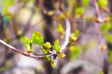 İlk yeşil yapraklı bir dala yakın çekim. Bahar doğal arka plan.