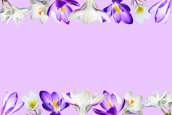 ดอกไม วงและส ขาว Crocus บนพ นหล นหล งดอกไม ใบไม ดลอกช — ภาพถ่ายสต็อก