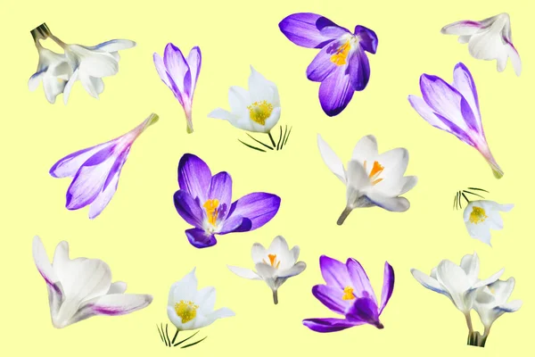 Flores Cocodrilo Púrpura Blanca Sobre Fondo Amarillo Fondo Primavera Floral — Foto de Stock