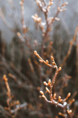 Tomurcuklu frenk üzümü dalları. Bahar manzarası. Nisan.