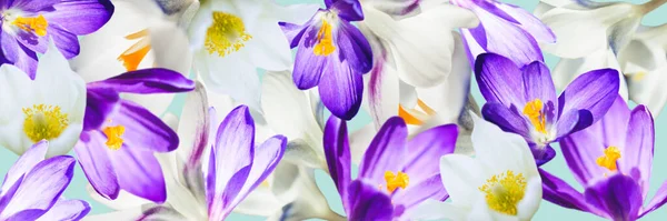 Flores Cocodrilo Púrpura Blanca Sobre Fondo Azul Banner Primavera Con — Foto de Stock
