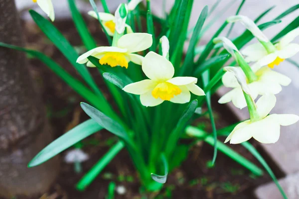 Blooming White Daffodils Garden Close Spring Flowers — Stock Photo, Image