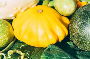 Sebze bahçesinde sarı ve yeşil balkabakları yakın plan. Sonbahar hasadı.