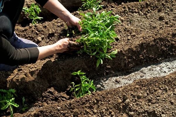 Vrouw Plant Zaailingen Van Tomaten Agrofoto — Stockfoto