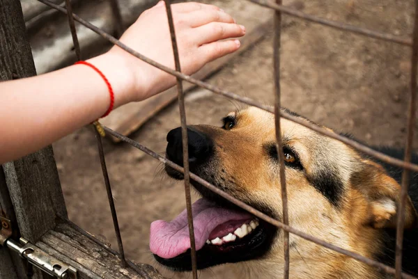 Een Meisje Steekt Haar Hand Uit Naar Een Duitse Herder — Stockfoto