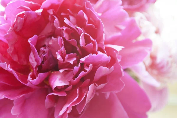 Тло Півоній Квіткова Літня Текстура Тла Весняні Квіти — стокове фото