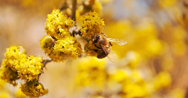 Beautiful floral background, banner.A honey bee collects pollen from a fruit tree.Dogwood tree in bloom. Bee. Yellow flowers. Honey production. Flowering tree.