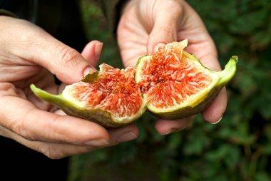Kadın ellerinde ev yapımı, sulu ve renkli incirler. Bir çiftçi incirlerin kalitesini kontrol eder. İncir ağacının meyvesi yenilebilir, yeşil tenli ve yumuşaktır.. 