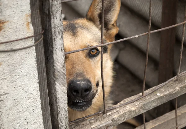 Pastore Tedesco Una Voliera Ritratto Bel Cane Adulto — Foto Stock