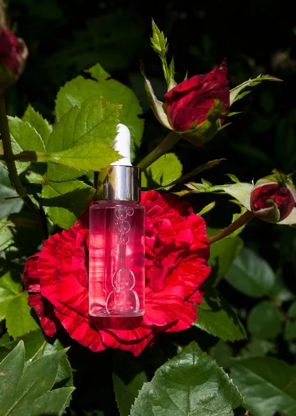 Rose Eterisk Olja Bakgrund Blommor Aging Lotion Kosmetisk Antioxidant Från — Stockfoto