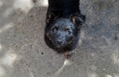 Alman çoban köpeği yukarı bakıyor. Küçük şirin köpek sahibine bakar. 