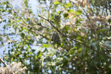 Ukrayna 'da büyük bir dulavrat tırtılı istilası kaydedildi.