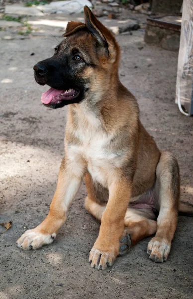 Lindo Pequeño Pastor Alemán Cachorro Chica Mira Distancia Con Interés —  Fotos de Stock