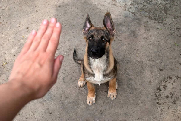 Alguien Está Entrenando Cachorro Una Mano Femenina Indica Orden Cachorro — Foto de Stock