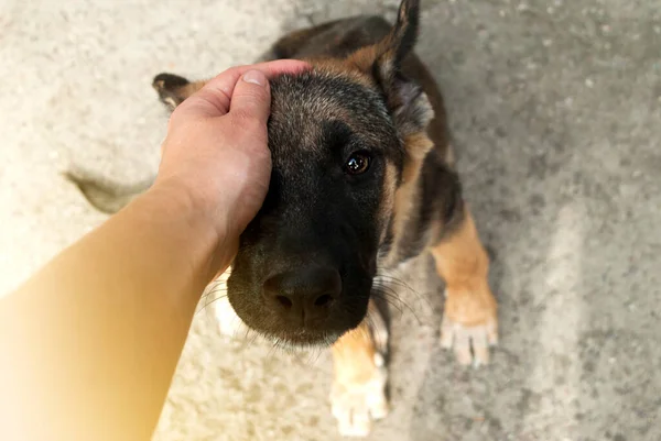 Kézzel Simogatja Aranyos Kutyát Édes Szemekkel Német Juhász Kiskutya Néz — Stock Fotó