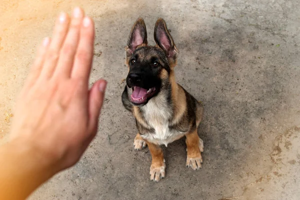 Iemand Een Puppy Aan Het Trainen Zitten Een Vrouwelijke Hand — Stockfoto