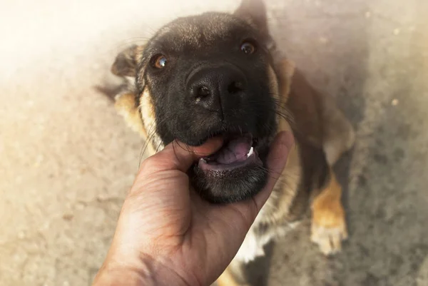 Portret Van Een Schattige Hond Met Menselijke Vinger Het Zijn — Stockfoto