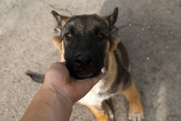 Mano Accarezzando Cane Carino Pastore Tedesco Cucciolo Guardando Fotocamera Primo — Foto Stock