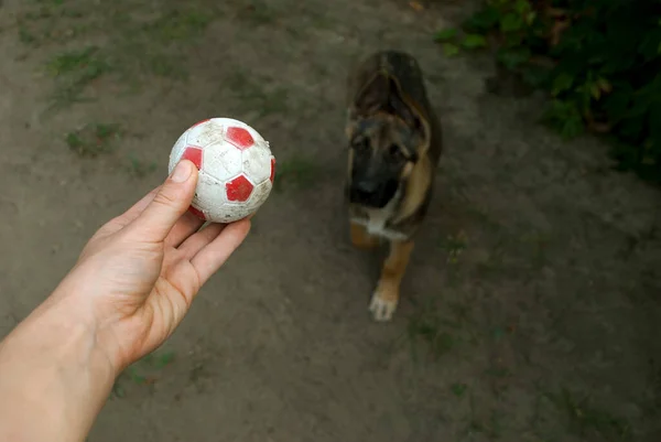 有人在和一只德国牧羊犬玩球 手把球放在小狗的背景上 有选择的重点 — 图库照片