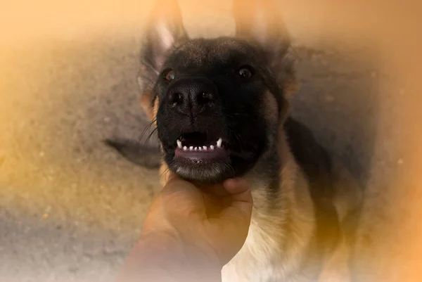Mão Acariciando Cão Bonito Com Olhos Doces Cãozinho Pastor Alemão — Fotografia de Stock