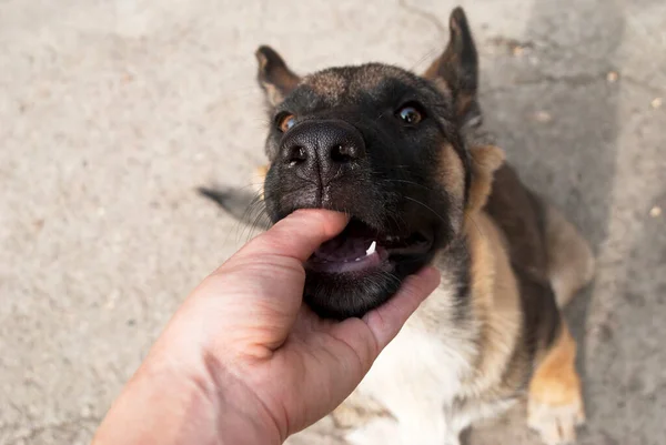 Portret Van Een Schattige Hond Met Menselijke Vinger Het Zijn — Stockfoto