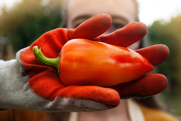 Uma Mulher Agricultora Luvas Mostra Uma Pimenta Crua Para Câmera — Fotografia de Stock