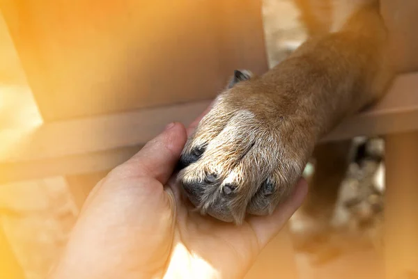 Gros Plan Une Main Femme Tenant Patte Chien Travers Une — Photo