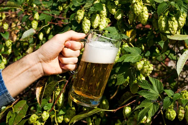 Male Hand Holding Glass Beer Background Hop Bush — Stock Photo, Image