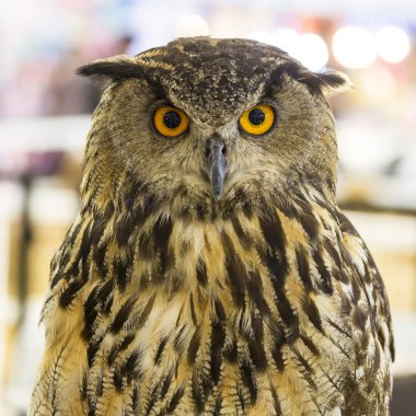 Arka planı arıyorum baykuş.