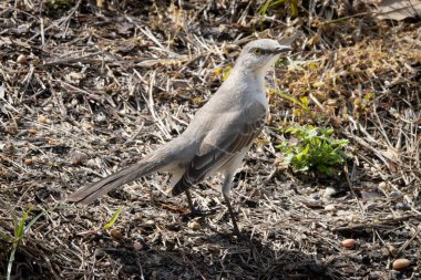 Kuzey Alaycı Kuş bölgede keşif yapıyor.