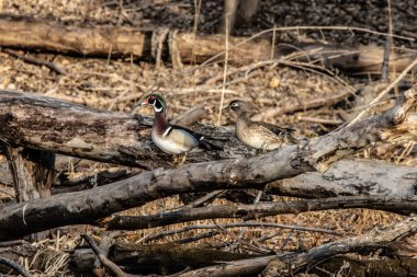Ağaçtaki ördekler