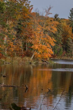 Sonbahar renk koleksiyonu