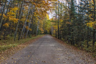 Sonbahar renk koleksiyonu