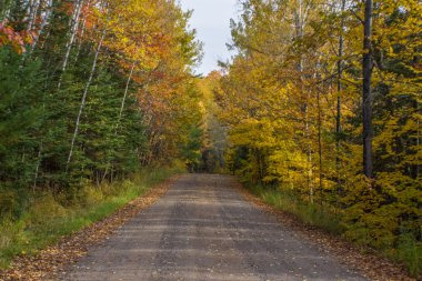 Sonbahar renk koleksiyonu