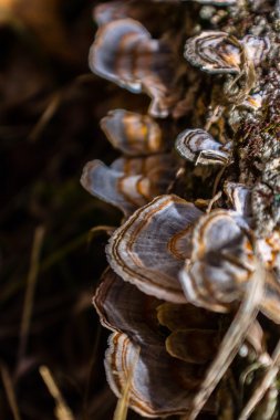Sonbahar renk koleksiyonu
