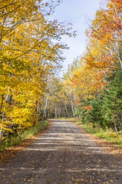 Sonbahar renk koleksiyonu