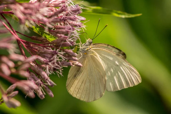 Motyl na kwiat — Zdjęcie stockowe