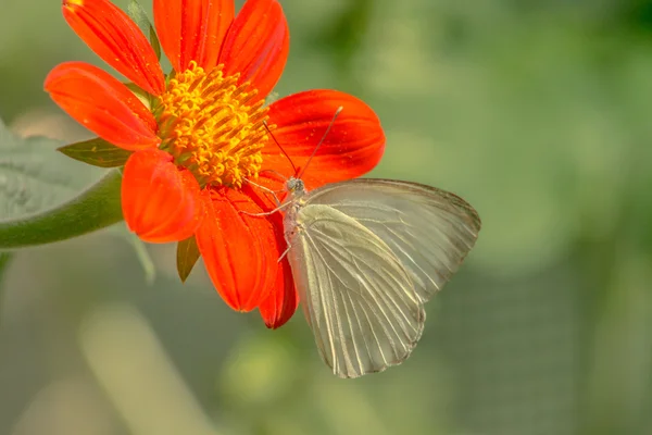 Schmetterling auf Blume — Stockfoto