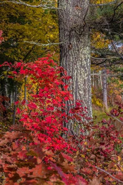 Herbst Farbkollektion — Stockfoto